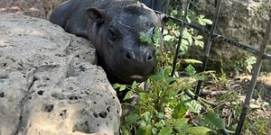 New baby pygmy hippo born at Tanganyika Wildlife Park