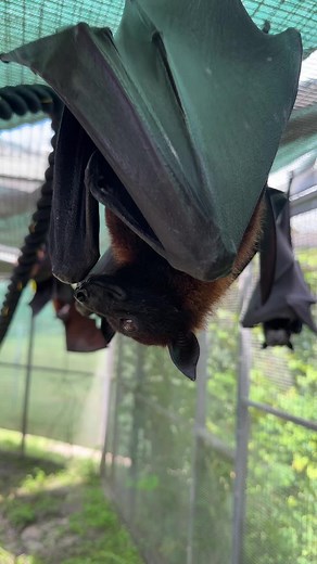 This is playing in Mitzvah’s head 24/7 #bats #lubeebats #cute