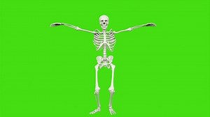 Skeleton Dancing Seamless Loop Animation On : vidéo de stock (100 % libre de droit) 1018040005 | Shutterstock
