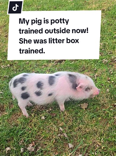How to Easily Potty Train Your Pet Pig