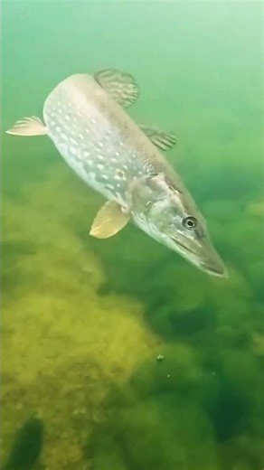 Big Fish Eats Small Fish | Shocking Underwater Moment 😱🐟#fish #attack
