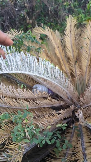 Please remember that after you treat your Sago Palm with the systemic pesticide that the dead scale insects won't drop off or the damage leaves will automatically get green. In some cases you have to run off the scale insects and see if they return after a couple days. #Roostersworldja | Roosters World