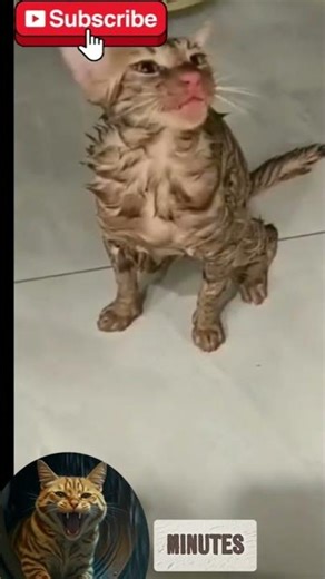 This #Cat Survived the WASHING MACHINE?! 😱 #shorts