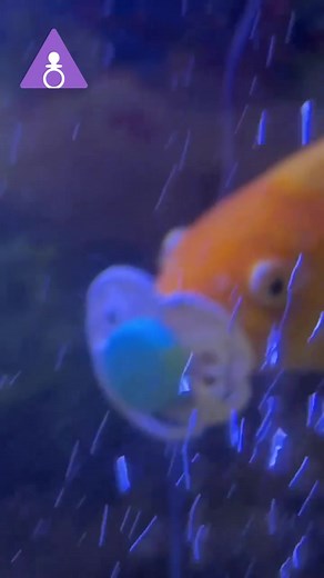 Fish love pacifiers too! Grab your adult pacifiers - PacifierAddict.com #pacifierforadults #makegoodhabits #fishtok #fishvideos #animalsoftiktok #omg #pacifier