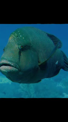 Idk #fish #travis #scott #Meme #MemeCut