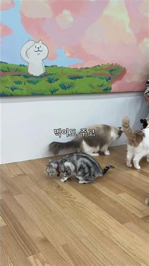 수원에 100평 규모 고양이 카페 생긴 거 아세요?😻 #수원가볼만한곳 #수원데이트 #수원놀거리 #수원실내가볼만한곳 #고양이카페