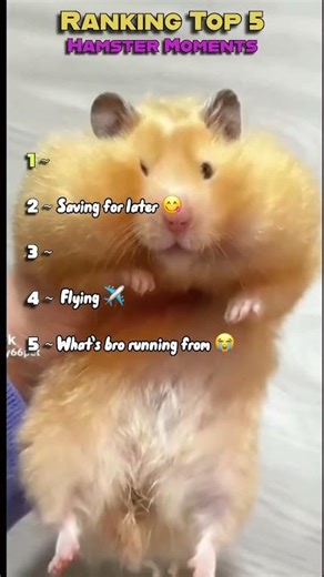 Ranking the funniest hamster moments!