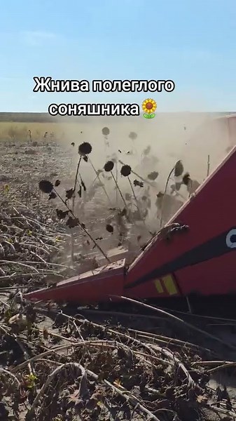 після десикації жаткою OROS збираємо врожай, близько 10 га на день.