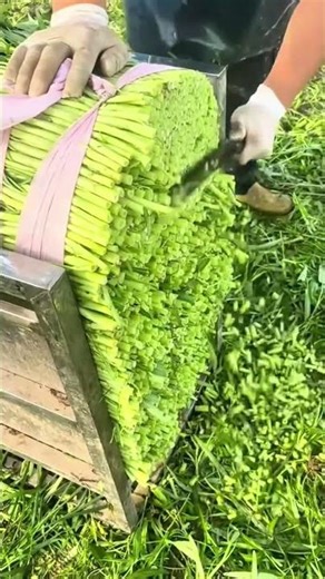 cutting vegetable stalks into small pieces manually using a large sharp knife outdoor
