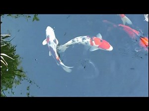 Koi Fish Colors: Debunking the Myth of Infinite Patterns