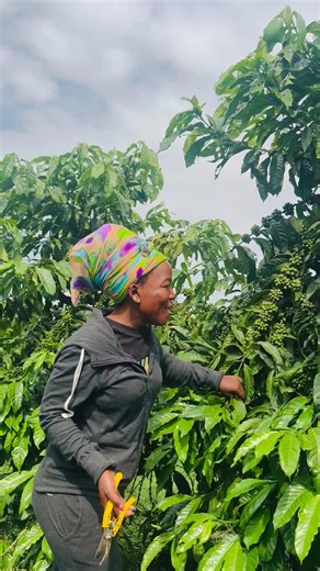 Coffee pruning, remove the unwanted branches from the tree.#creatorsearchinsights #VoiceEffects #foryoupage #thisisme #ugandancoffeetotheworld @TINALISHA KINA INVESTMENT LTD @Coffee farm 81