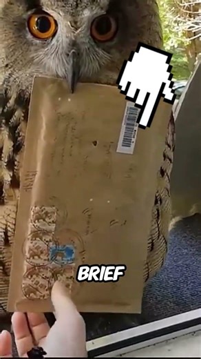 Eine Eule brachte ihr einen Harry-Potter-Brief… nicht das, was sie erwartet hatte 😳🦉