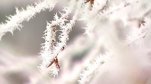 A foggy night brings stunning hoarfrost to Yellowknife. Take a moment to enjoy the beauty. | CBC North