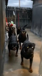 9.1M views · 159K reactions | The top 5 most protective guard dogs #fypシ゚ #viral #Amazing | CuriouzCritterz | Facebook