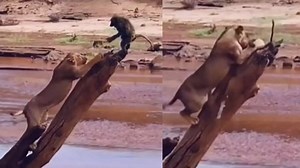 Viral Video: Monkey Wrestling A Lion Is An Unusual Sight You Shouldn't Miss | Watch