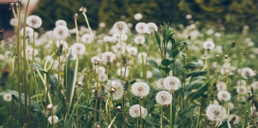 We Figured Out How to Kill the 25 Most Common Weeds Taking Over Your Lawn