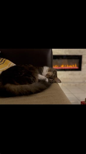 15K views · 1.2K reactions | Spend a cozy Fall evening with Rosie❤️ | Lilo The Husky | Facebook