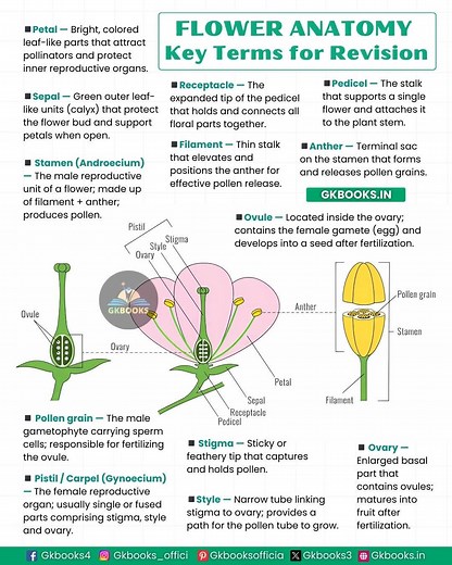 3.4K views · 28 reactions | Flower Anatomy: Key Terms for Revision —...