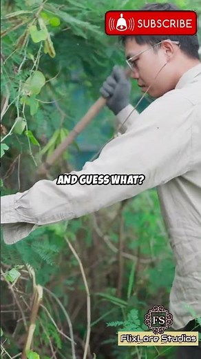 What Happens When an Invasive Plant Takes Over