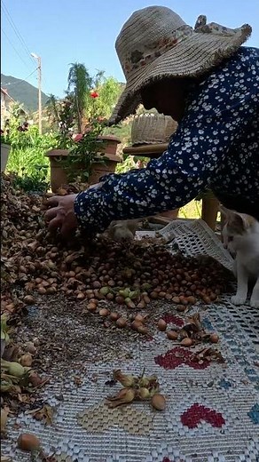 The hazelnut harvest was small It was up to us to shell them