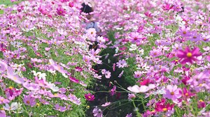 Beautiful cosmos flowers blooming in the garden. Cosmos flowers in nature. Cosmos flowers sway in the wind in the fields.