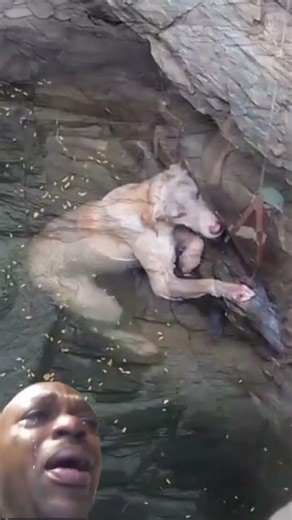 Dog Sad Moments #shorts | Helpless Dog Crying for Life| Sad Moments #shorts