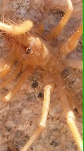 Camel Spider vs Poisonous Spider #facts #wildlife #animals #wildanimalfacts #nature #sealifefacts