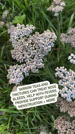 Yarrow (Achillea millefolium) is a common backyard plant that also has medicinal uses. A ready first-aid treatment for wounds and nosebleeds, it has larger uses as a circulatory system herb. Learn more about its uses https://www.motherearthnews.com/natural-health/yarrow-uses-natural-healing-ze0z1401zbla/#herbalremedies #homeremedies #herbsforhealth #medicinalplants #herbalism #backyardhomestead #modernhomesteading #herballiving #homesteadersofinstagram #homesteadingskills | Mother Earth News