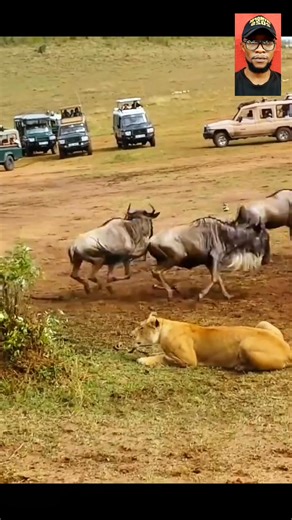 Lion King Fast And Furîous Attaçk On Wildebeest #fblifestyle | Star Tv
