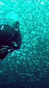 5.3K views · 761 reactions | Did you watch Shark Whisperer and crave...