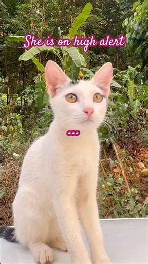 Immediate panic mode😟 #catjump #catshorts #funnycat #catlife #petreels #viralcat #scared #asmr