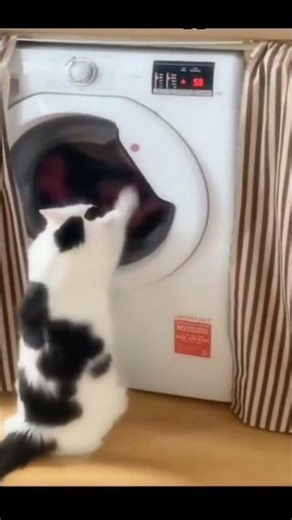 HE'S OFFICIALLY TAKEN OVER! 🧺😹 #shortsfeed #funnycats #pawsandpranks