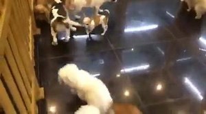 Beagle, Bolognese, Maltese, Havanese, Yorkshire Terrier, Chihuahua, Shih Tzu, Pomeranian, French Bulldog, Dachshund, English Cocker Spaniel puppies available at International City Branch for more details call 04 4541290. Follow us on Snapchat & Instagram @petmania_dubai for live videos of our lovely puppies and kittens | Pet Mania - Dubai