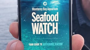 6.5K views · 89 reactions | Chef Nathan Lyonn is at the Monterey Bay Aquarium breaking down the seafood diet: you see it, you look it up on Seafood Watch, you eat it. Roll into the weekend by streaming Sushi: The Global Catch  https://curiosity.tv/v007xma | Curiosity Stream | Facebook