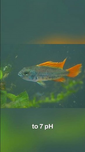 Amazon Fish Care: Perfect pH for River Basin Species #shorts