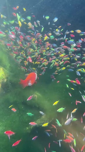 Peces felices de bajos del agua