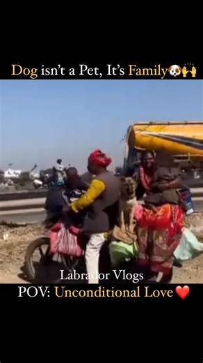 Labrador Vlogs | Dog is not just a pet, he is a family 😍❤️. This video will definitely make your day and steal your heart❤️🙌 . . . . #dogs #owner #human... | Instagram