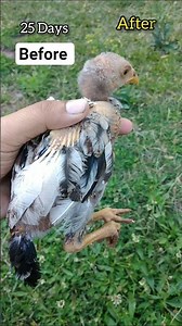 Aseel chick transformation video 😱 #aseel #aseelmurga #chicks #rooster #shortsvideo #shorts