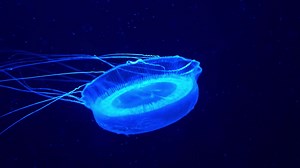 Premium stock video - Adult crystal jelly, aldersladia magnificus, new genus and species of hydromedusa swimming and floating in the water, emit green bioluminescence, green fluorescent protein around the edge of its bell