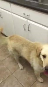11K views · 2.7K reactions | Franklen our Golden mix is safe!!!! Thank you so much those that donated. He will chase those balls!! He needs a bit more donations pretty please!!! Donate@angelsrescue.org/donatenow adopt@angelsrescue.org | Angels Among Us Pet Rescue | Facebook