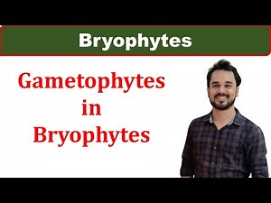 Gametophytes in Bryophytes