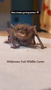 1K views · 751 reactions | This adult male big brown Bat came to our...