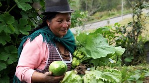 1.2M views · 23K reactions | Gran cosecha para el almuerzo 塞 | Doctv Ecuador | Facebook