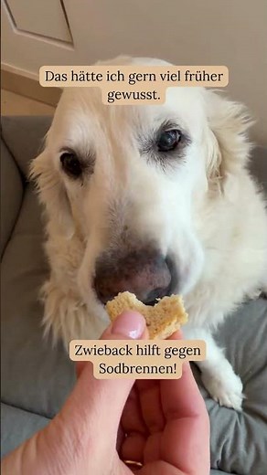 Sodbrennen mildern bei Hunden
