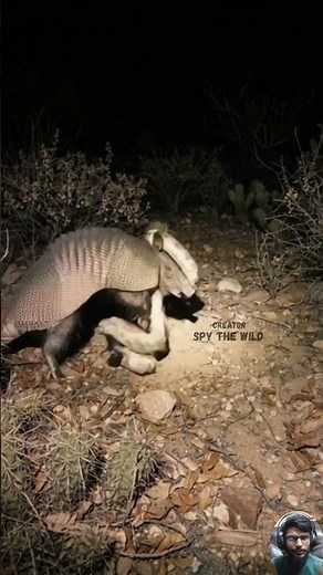 Rattlesnake and Armadillo Battle in the Desert—And in the End, One Becomes Dinner.