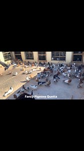 99K views · 5.3K reactions | Beautiful Colourful Pigeon Collection #fancypigeonsquetta #pigeon | Fancy Pigeons Quetta | Facebook