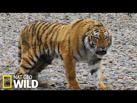 L'incroyable tigre de Sibérie