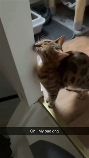 Funny cat memes v45 #shorts #cat #funny #funnyanimals #shortscat