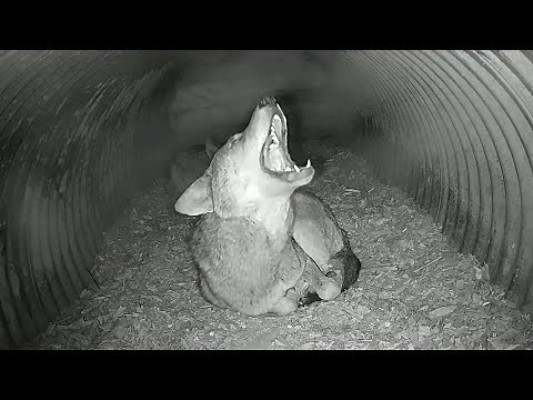 Rare Red Wolf Howls, Yips, Yodels in His Den