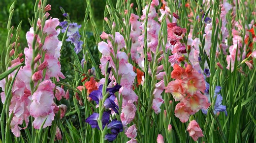 Must Know Gardening Tips For Growing And Caring For Gladiolus Flowers